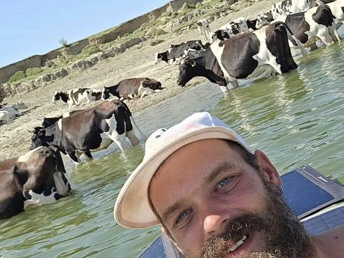 Stádo krav se chladí ve vodě u břehu Dunaje